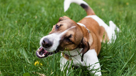 Is Your Dog Eating Grass? What It Might Mean