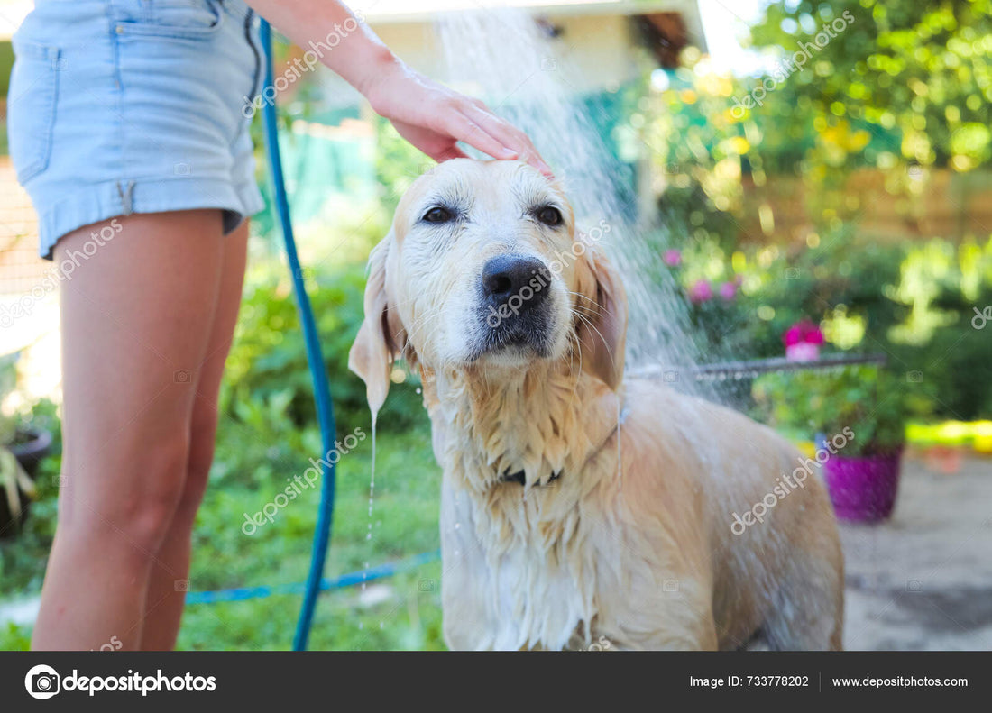 How Often Should You Really Bathe Your Dog?