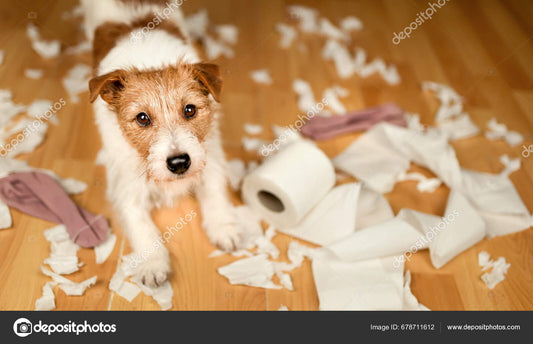 What 1,000 pets taught scientists about separation anxiety